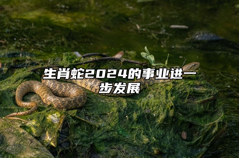 生肖蛇2024的事业进一步发展