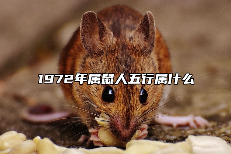 1972年属鼠人五行属什么 1972年属鼠人五行属性