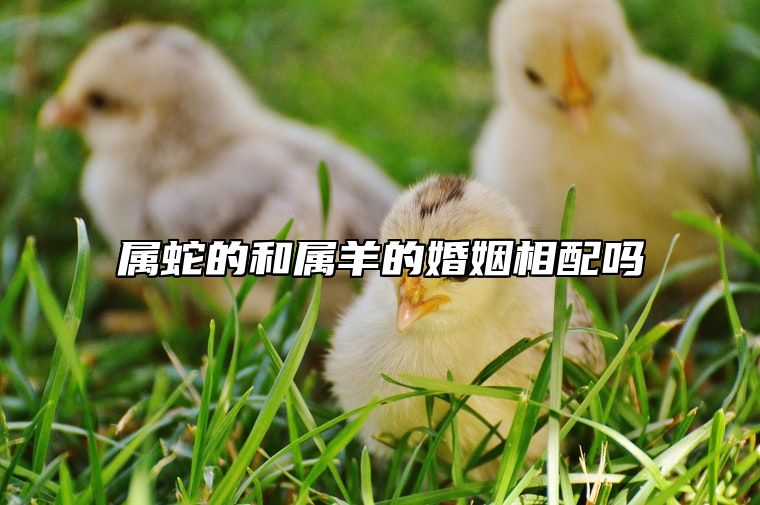 属蛇的和属羊的婚姻相配吗？属蛇男与属羊女谁厉害