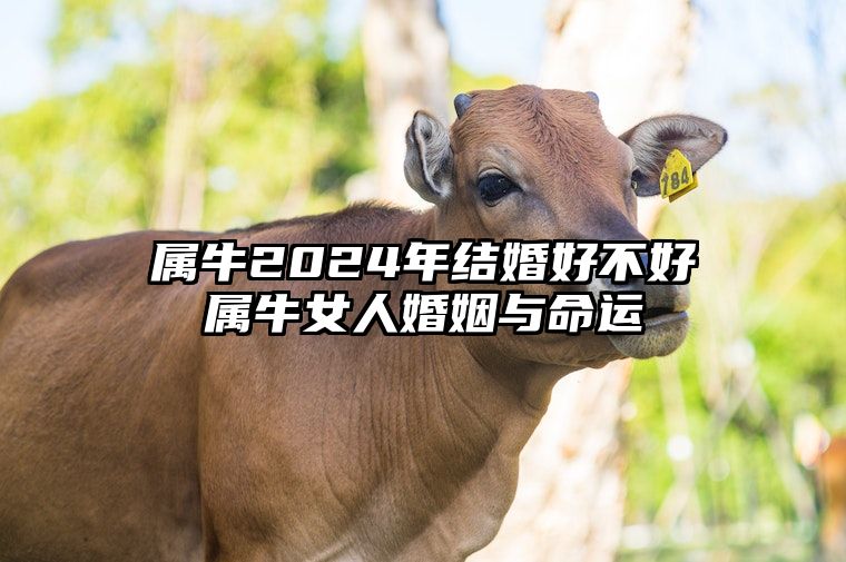 属牛2024年结婚好不好？属牛女人婚姻与命运
