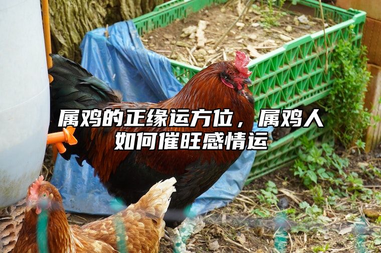 属鸡的正缘运方位，属鸡人如何催旺感情运 属鸡的姻缘,属鸡人的婚姻命运如何