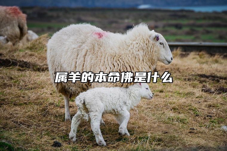属羊的本命佛是什么 属羊的本命佛是什么佛图片怎样储存海螺