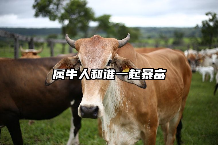 属牛人和谁一起暴富 属牛人和属什么的人合作最好