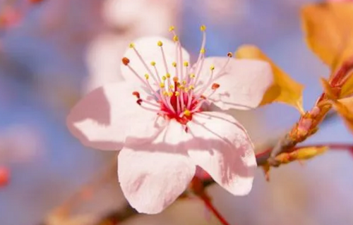 八字桃花劫是什么意思