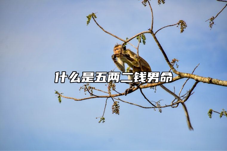 什么是五两二钱男命 五两二钱男命详解一生