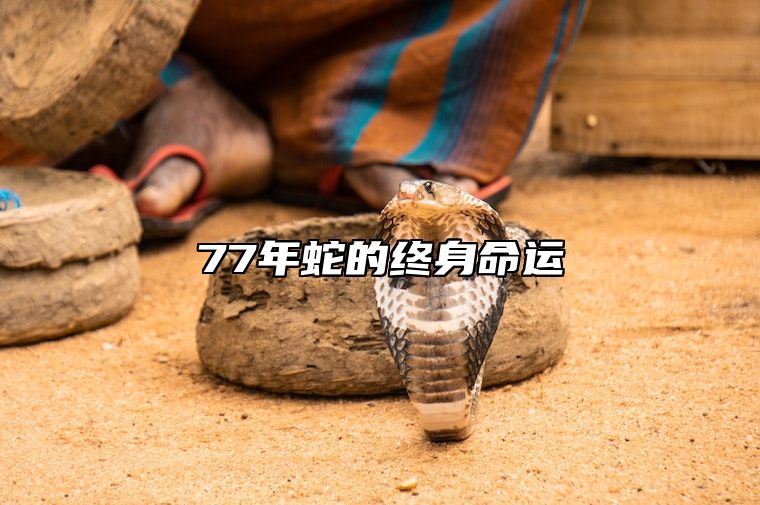 77年蛇的终身命运 2024年蛇今年有一难