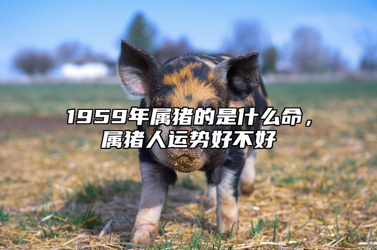 1959年属猪的是什么命，属猪人运势好不好 1959年属猪吗