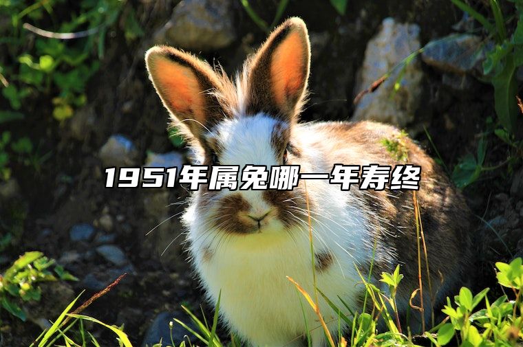 1951年属兔哪一年寿终 2024属兔今年有一难