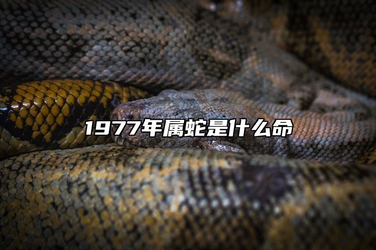 1977年属蛇是什么命 1977年属蛇是什么命男