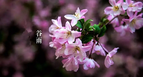 谷雨节气的特点和风俗