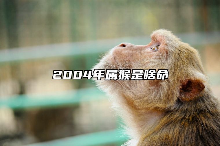 2004年属猴是啥命 2004年属猴是啥命,金木水火土哪个?