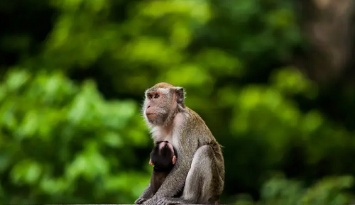 猴配生肖猴婚姻幸福吗