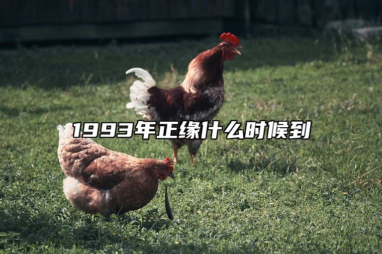 1993年正缘什么时候到 93年属鸡的最佳婚配表