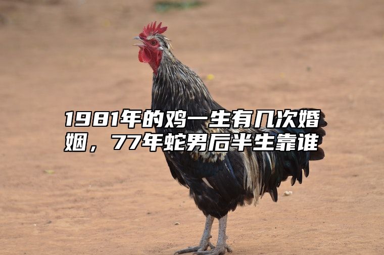1981年的鸡一生有几次婚姻，77年蛇男后半生靠谁 1981属鸡一生婚姻状况