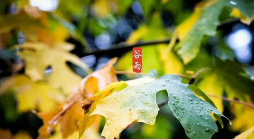 谷雨节气的特点和风俗图片