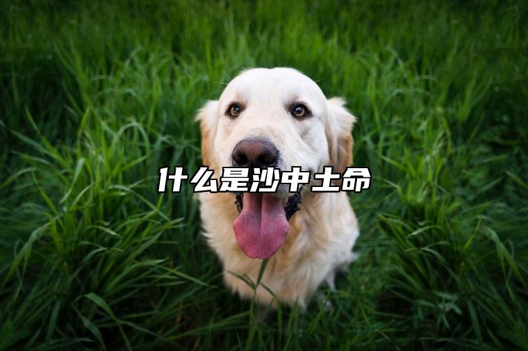 什么是沙中土命 沙中土命的最佳配偶