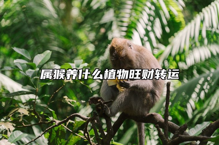 属猴养什么植物旺财转运 属猴养什么植物最旺财