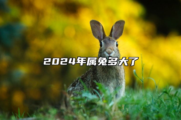 2024年属兔多大了 2024年属兔多大了虚岁
