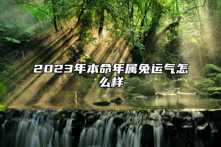 2023年本命年属兔运气怎么样 属兔人全年运势详解