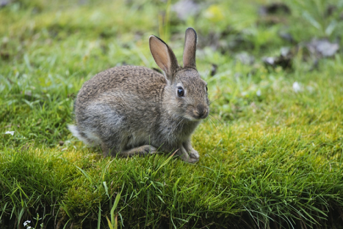 属兔人发横财的年龄 属兔人最难熬的年龄