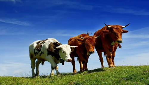 牛今年几岁了2024 属牛的人2024多大