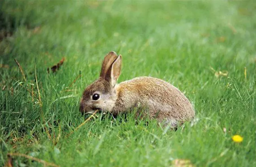 属兔的什么时辰出生最好命 属兔的什么月份出生最好