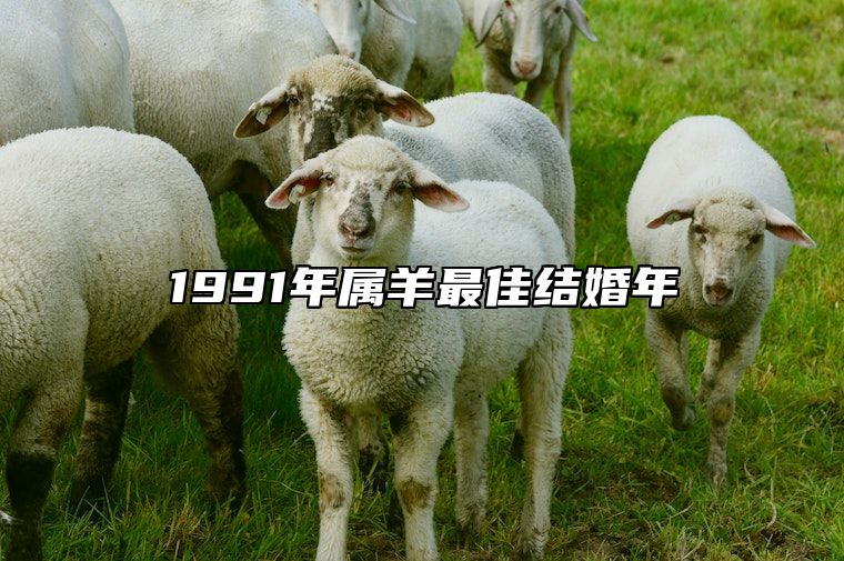 1991年属羊最佳结婚年 1991年属羊最佳结婚年龄是多大