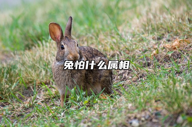 兔怕什么属相 属兔的怕什么动物