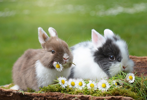 属兔的和什么属相相合 属兔的和什么属相相克