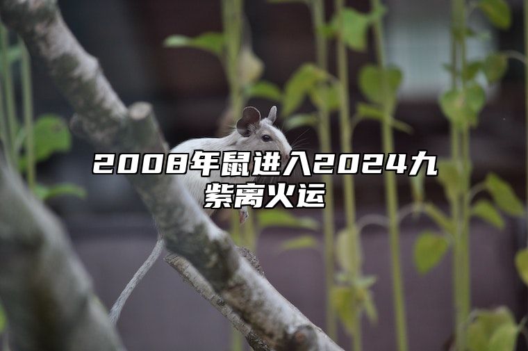 2008年鼠进入2024九紫离火运