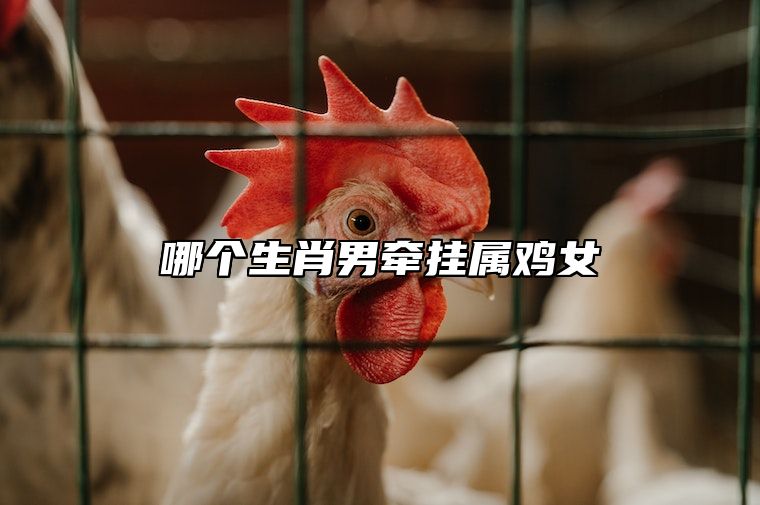 哪个生肖男牵挂属鸡女 2024属鸡的要躲着谁