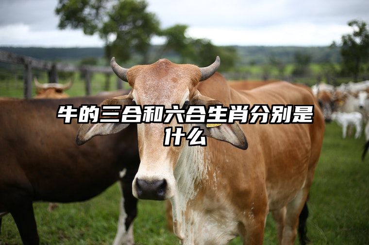 牛的三合和六合生肖分别是什么 属牛最佳婚配属相