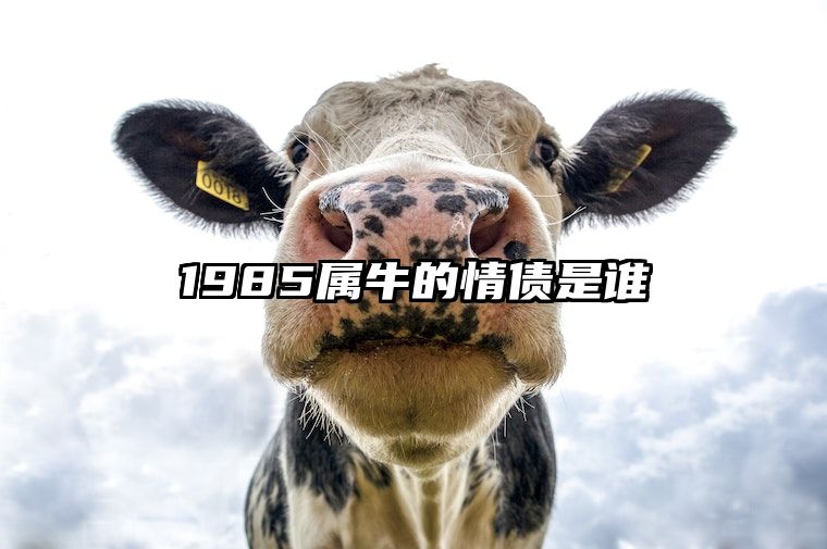 1985属牛的情债是谁 1985属牛的三大坎感情