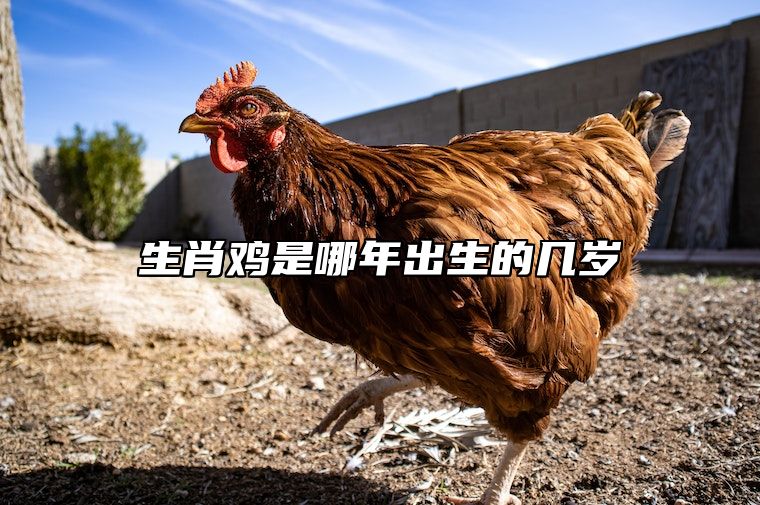 生肖鸡是哪年出生的几岁 生肖鸡是哪一年出生的