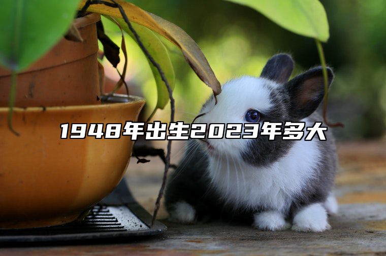 1948年出生2023年多大 属鼠的在23年的运势详解