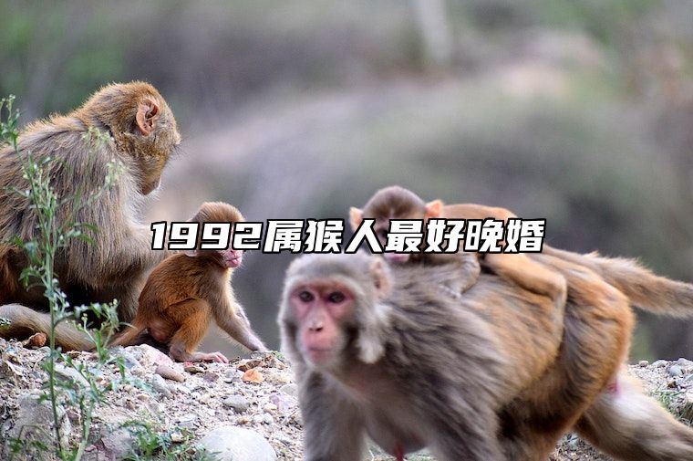 1992属猴人最好晚婚 1992年是苦命猴还是富猴