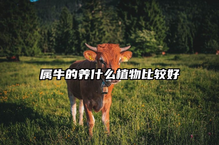 属牛的养什么植物比较好 属牛的人不能养什么花