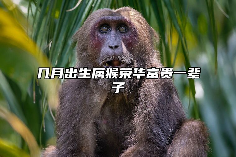 几月出生属猴荣华富贵一辈子 几月的猴最有福气