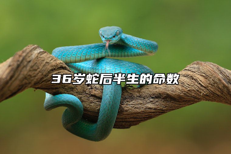 36岁蛇后半生的命数 属蛇人36岁不好吗