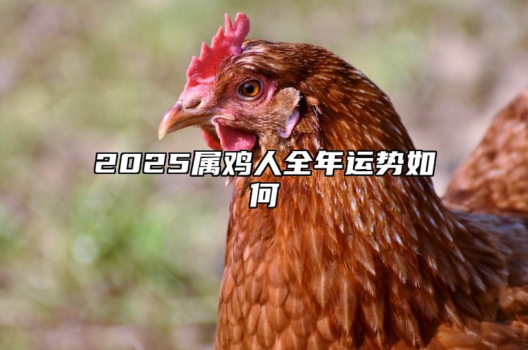 2025属鸡人全年运势如何 2025属鸡人全年运势如何看