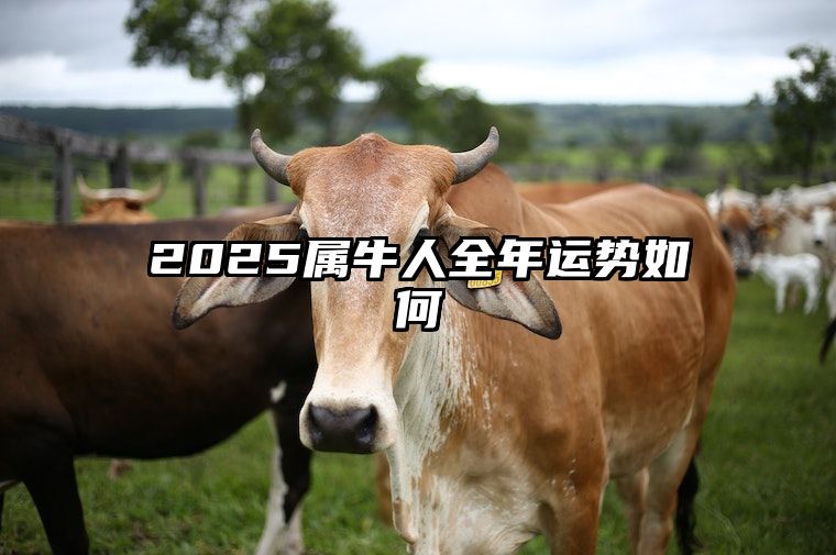 2025属牛人全年运势如何 2025属牛人全年运势如何样