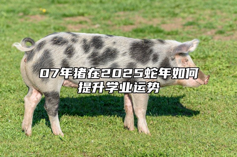 07年猪在2025蛇年如何提升学业运势