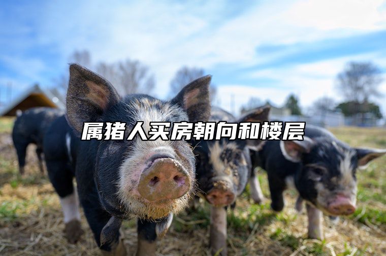 属猪人买房朝向和楼层 属猪人买房朝向和楼层有关吗