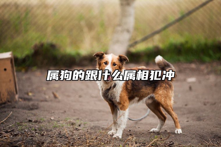 属狗的跟什么属相犯冲 属狗最难熬的是哪一年