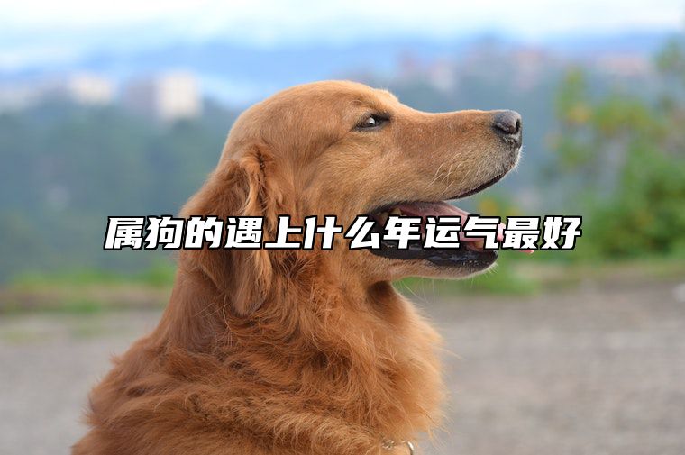 属狗的遇上什么年运气最好 属狗人在哪些属相年份里运势好
