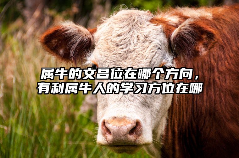 属牛的文昌位在哪个方向，有利属牛人的学习方位在哪 属牛的文昌星在哪个方位