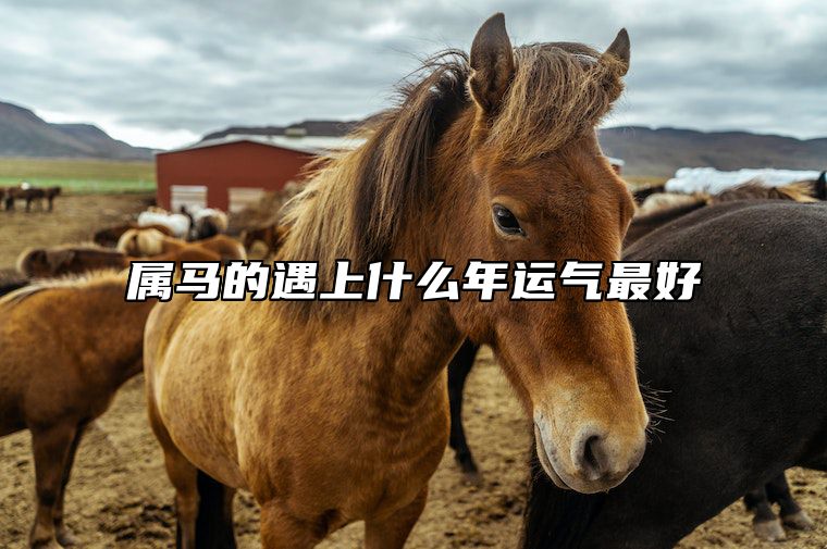 属马的遇上什么年运气最好 属马人遇十二生肖运势