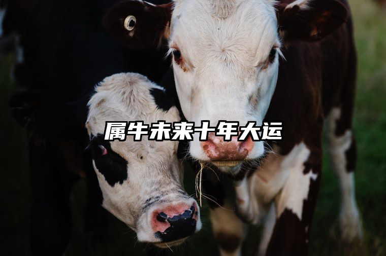 属牛未来十年大运 属牛未来十年大运运势如何