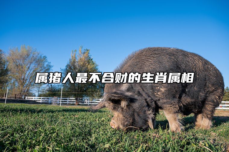 属猪人最不合财的生肖属相