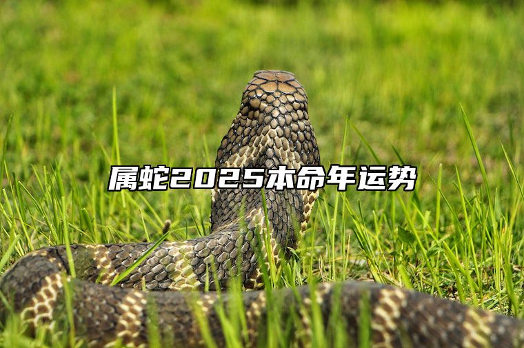 属蛇2025本命年运势 属蛇2025本命年运势带什么